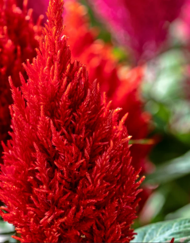 CGASPL Celosia Plumosa Century Fire Flower Seeds 4 CGASPL Celosia Plumosa Century Fire Flower Seeds