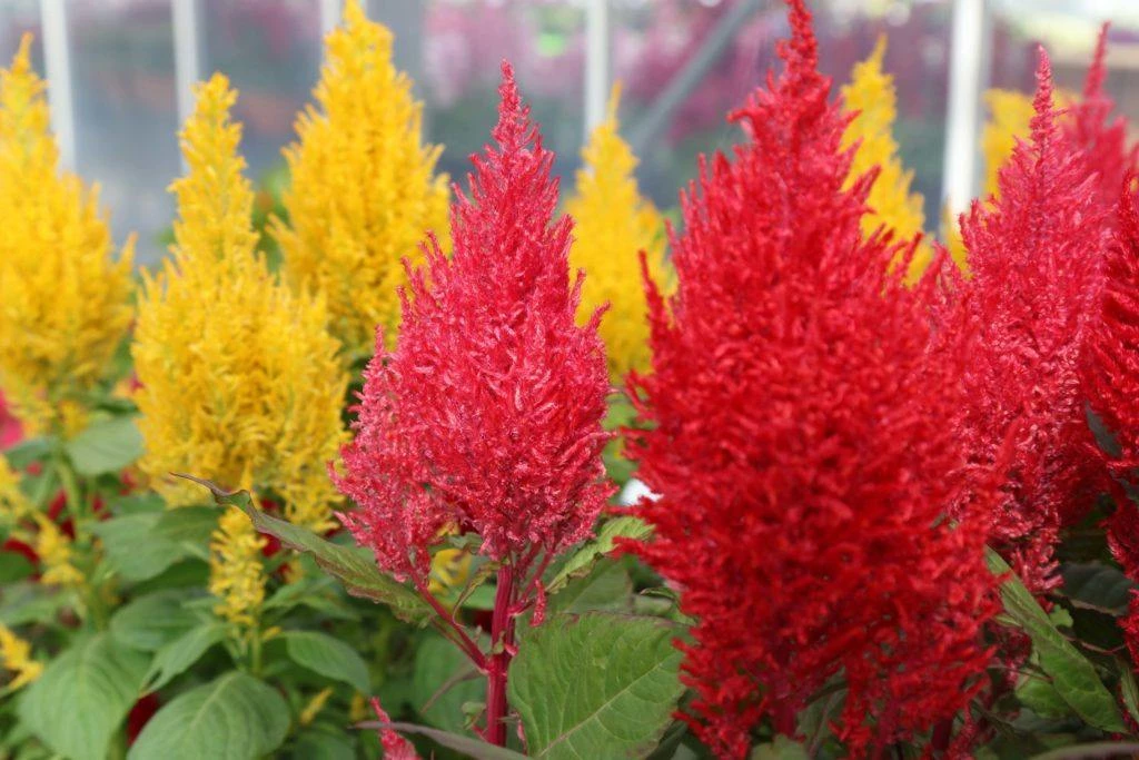 CGASPL Imported Flower Seeds Celosia Plumosa Century Mix Flower Seeds 4 CGASPL Imported Flower Seeds Celosia Plumosa Century Mix Flower Seeds