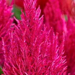 CGASPL Imported Flower Seeds Celosia Plumosa Century Pink Flower Seeds