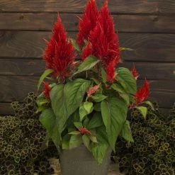 CGASPL Imported Flower Seeds Celosia Plumosa Century Red Flower Seeds