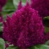 Chhajed Garden Imported Flower Seeds Celosia Plumosa First Flame Purple Flower Seeds