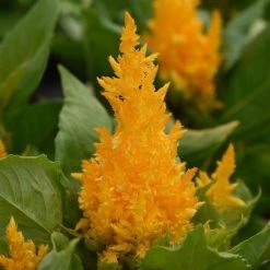 Pan American Seeds Celosia Plumosa First Flame Yellow Flower Seeds