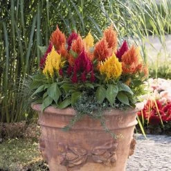 Benary Celosia Plumosa Fresh Look Mix Flower Seeds