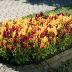 Benary Celosia Plumosa Fresh Look Mix Flower Seeds