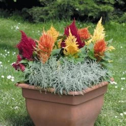 Benary Celosia Plumosa Fresh Look Mix Flower Seeds