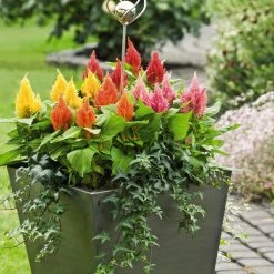 Benary Celosia Plumosa Glorious Mix Flower Seeds Imported Flower Seeds