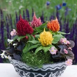 Benary Celosia Plumosa Glorious Mix Flower Seeds Imported Flower Seeds