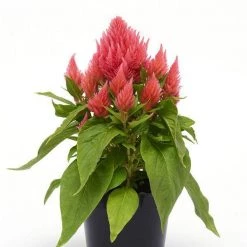 CGASPL Imported Flower Seeds Celosia Plumosa Ice Cream Salmon Flower Seeds