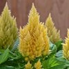 Chhajed Garden Celosia Plumosa Kimono Cream Flower Seeds 2 Chhajed Garden Celosia Plumosa Kimono Cream Flower Seeds