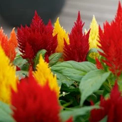 Sakata Seeds Imported Flower Seeds Celosia Plumosa Kimono Mix Flower Seeds
