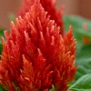 Sakata Seeds Celosia Plumosa Kimono Orange Flower Seeds 1 Sakata Seeds Celosia Plumosa Kimono Orange Flower Seeds