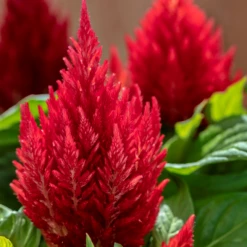 Sakata Seeds Celosia Plumosa Kimono Scarlet Flower Seeds Imported Flower Seeds