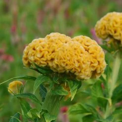 CGASPL Celosia Cristata Chief Gold Flower Seeds Imported Flower Seeds