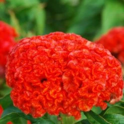 CGASPL Imported Flower Seeds Celosia Cristata Chief Persimmon Flower Seeds
