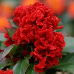 CGASPL Celosia Cristata Chief Red Flower Seeds Imported Flower Seeds