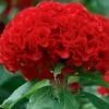CGASPL Celosia Cristata Chief Fire Flower Seeds Imported Flower Seeds 1 CGASPL Celosia Cristata Chief Fire Flower Seeds Imported Flower Seeds