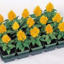 CGASPL Celosia Plumosa Kimono Yellow Flower Seeds