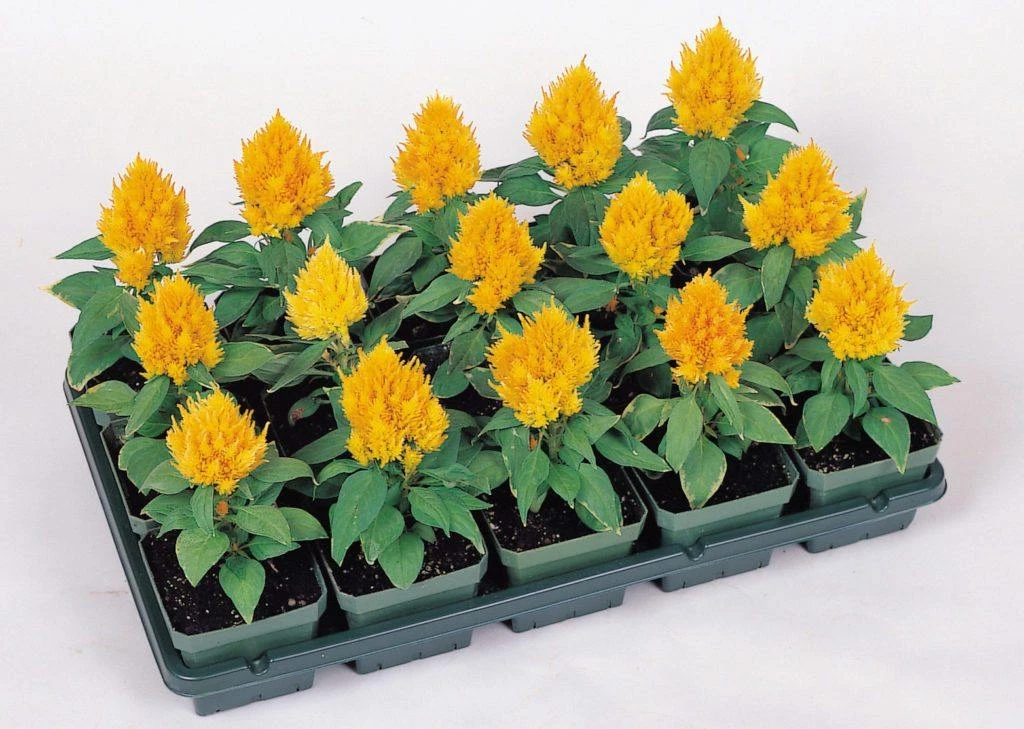 CGASPL Celosia Plumosa Kimono Yellow Flower Seeds 4 CGASPL Celosia Plumosa Kimono Yellow Flower Seeds