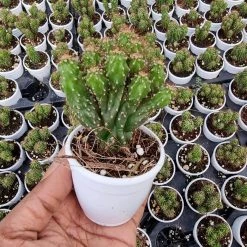 CGASPL Cereus Repandus Var. Monstrosus Cactus Plant Plants