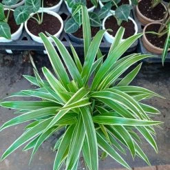 CGASPL Chlorophtum Laxum Plant