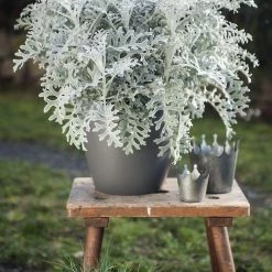 CGASPL Imported Flower Seeds Cineraria Silverdust Seeds