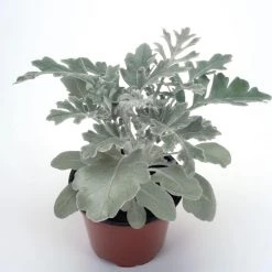 CGASPL Imported Flower Seeds Cineraria Silverdust Seeds