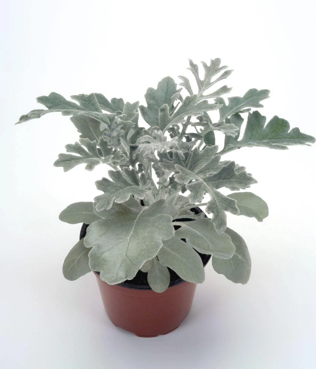 CGASPL Imported Flower Seeds Cineraria Silverdust Seeds 5 CGASPL Imported Flower Seeds Cineraria Silverdust Seeds