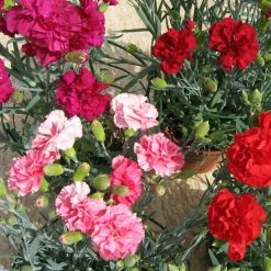 Chhajed Garden Carnation Can Can Cocktail Party Flower Seeds