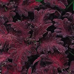 CGASPL Imported Flower Seeds Coleus Black Dragon Seeds