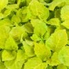 CGASPL Sakata Seeds Coleus Fairway Yellow Flower Seeds