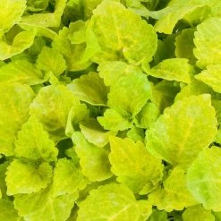 CGASPL Sakata Seeds Coleus Fairway Yellow Flower Seeds