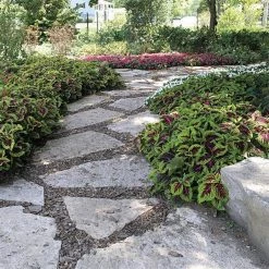 Pan American Seeds Imported Flower Seeds Coleus Kong Rose Seeds