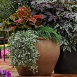 Pan American Seeds Coleus Kong Salmon Pink Seeds