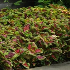 Pan American Seeds Coleus Kong Salmon Pink Seeds