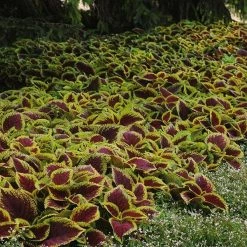 Pan American Seeds Imported Flower Seeds Coleus Kong Scarlet Seeds