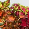 Chhajed Garden Coleus Superfine Rainbow Mix Flower Seeds 1 Chhajed Garden Coleus Superfine Rainbow Mix Flower Seeds