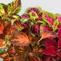 Chhajed Garden Coleus Superfine Rainbow Mix Flower Seeds