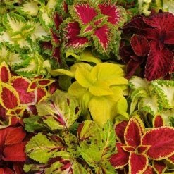 Pan American Seeds Imported Flower Seeds Coleus Wizard Select Mix Seeds