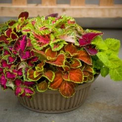 CGASPL Coleus Fairway Mix Seeds