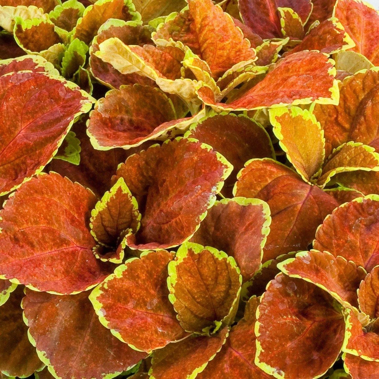 CGASPL Coleus Fairway Orange Seeds Imported Flower Seeds 4 CGASPL Coleus Fairway Orange Seeds Imported Flower Seeds
