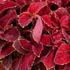 CGASPL Coleus Fairway Red Velvet Seeds