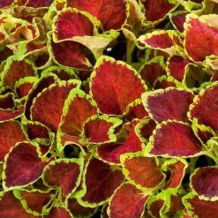 CGASPL Coleus Fairway Ruby Seeds