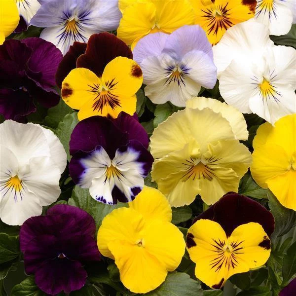 CGASPL Viola Cool Wave Mix Flower Seeds 3 CGASPL Viola Cool Wave Mix Flower Seeds
