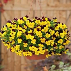 CGASPL Viola Cool Wave Red Wing Flower Seeds