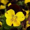 CGASPL Imported Flower Seeds Viola Cool Wave Red Wing Flower Seeds