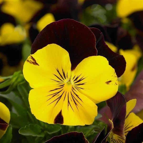 CGASPL Imported Flower Seeds Viola Cool Wave Red Wing Flower Seeds 3 CGASPL Imported Flower Seeds Viola Cool Wave Red Wing Flower Seeds