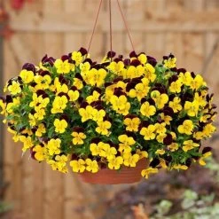 CGASPL Imported Flower Seeds Viola Cool Wave Red Wing Flower Seeds 5 CGASPL Imported Flower Seeds Viola Cool Wave Red Wing Flower Seeds