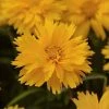Chhajed Garden Imported Flower Seeds Coreopsis Double The Sun Flower Seeds