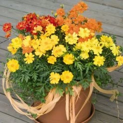 Benary Cosmos Cosmic Mix Flower Seeds