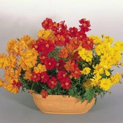 Benary Cosmos Cosmic Mix Flower Seeds